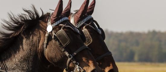 Best Practices to Avoid Duplicate Content